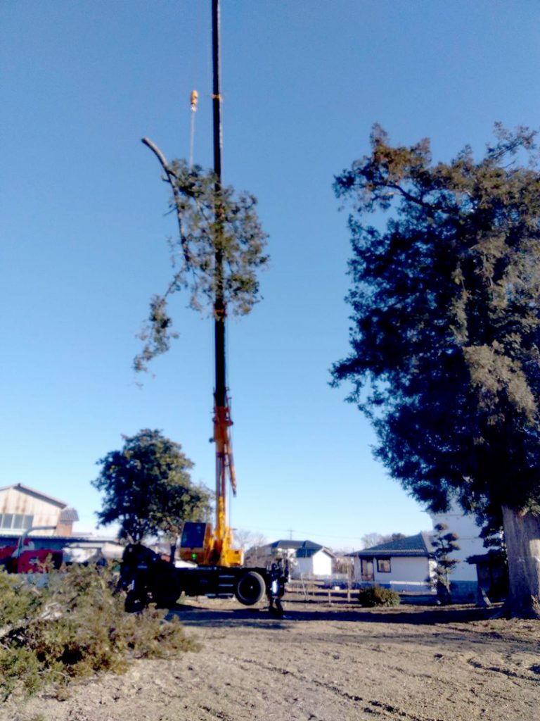 埼玉県深谷市個人様宅 伐採工事 作業中