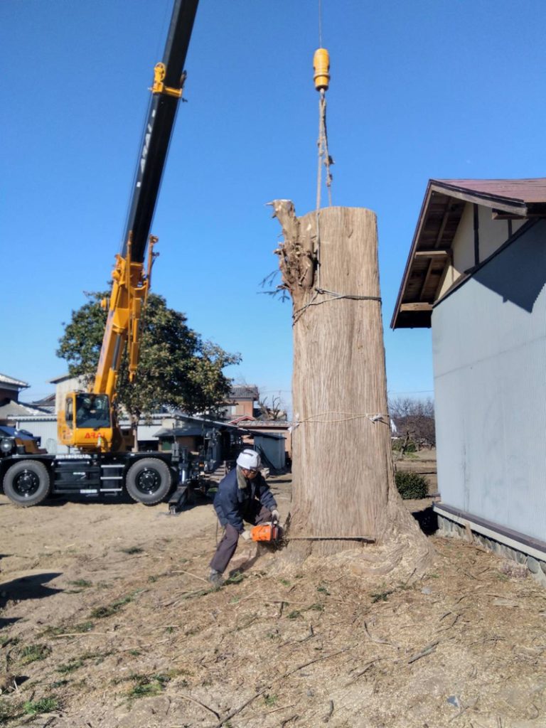 埼玉県深谷市個人様宅 伐採工事 作業中