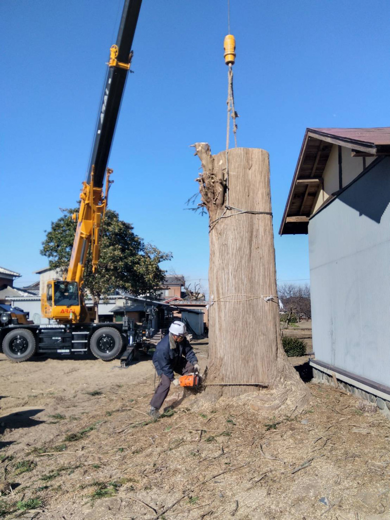埼玉県深谷市個人様宅 伐採工事 作業中