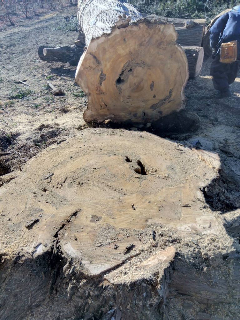 埼玉県深谷市個人様宅 伐採工事 完了