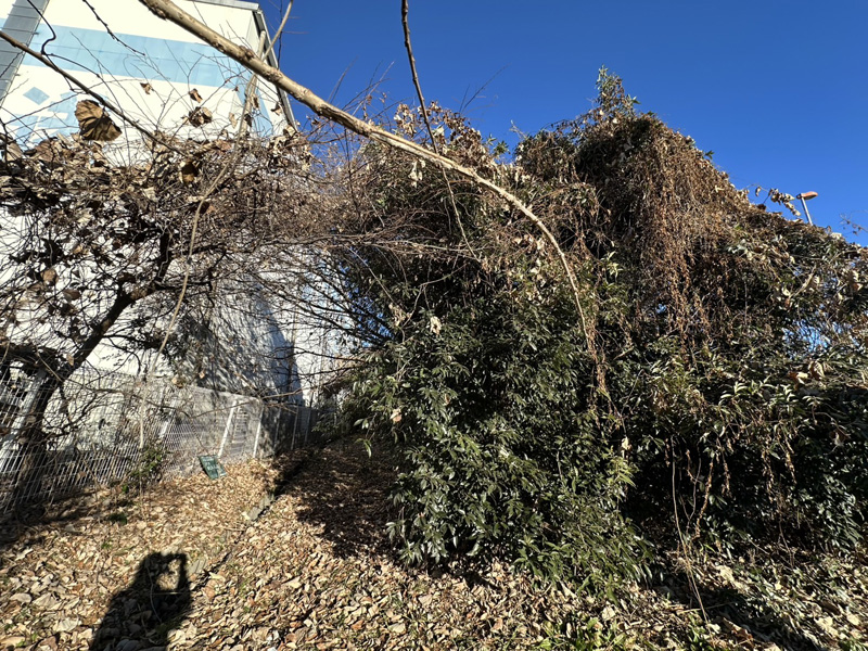 埼玉県行田市 伐採工事 着工前