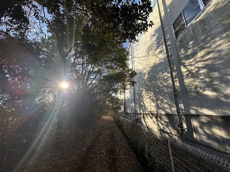 埼玉県行田市 伐採工事 着工前