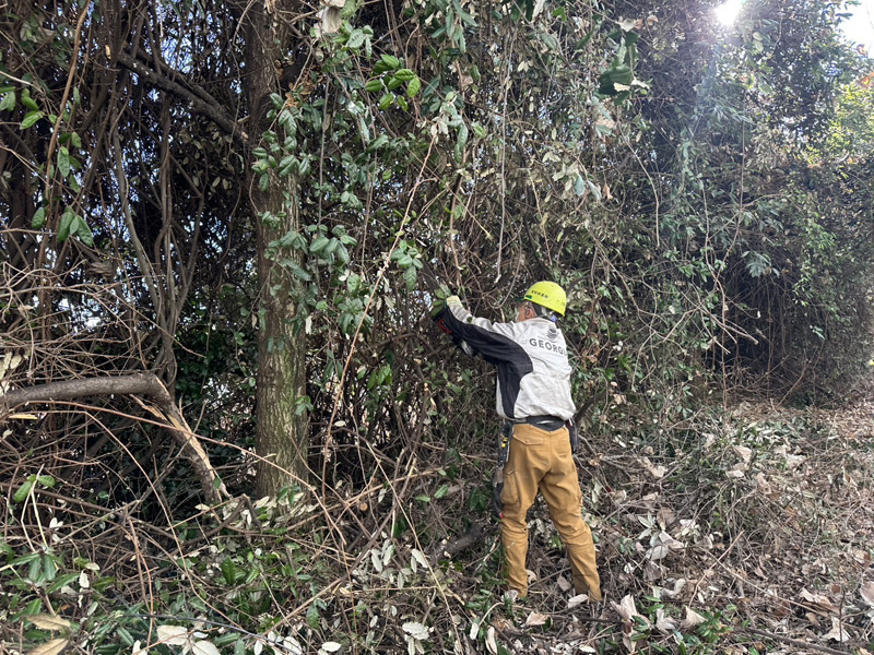 埼玉県行田市 伐採工事 作業中