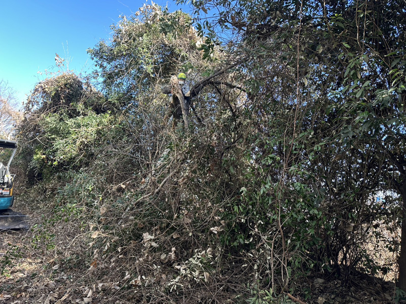 埼玉県行田市 伐採工事 作業中