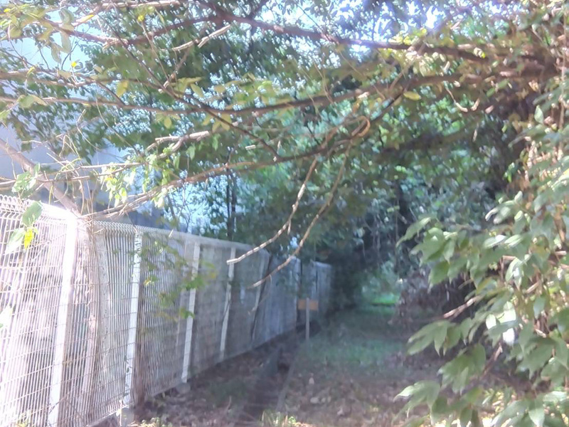 埼玉県行田市 伐採工事 着工前