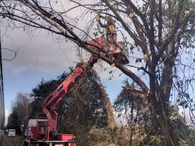 埼玉県行田市 伐採工事 作業中