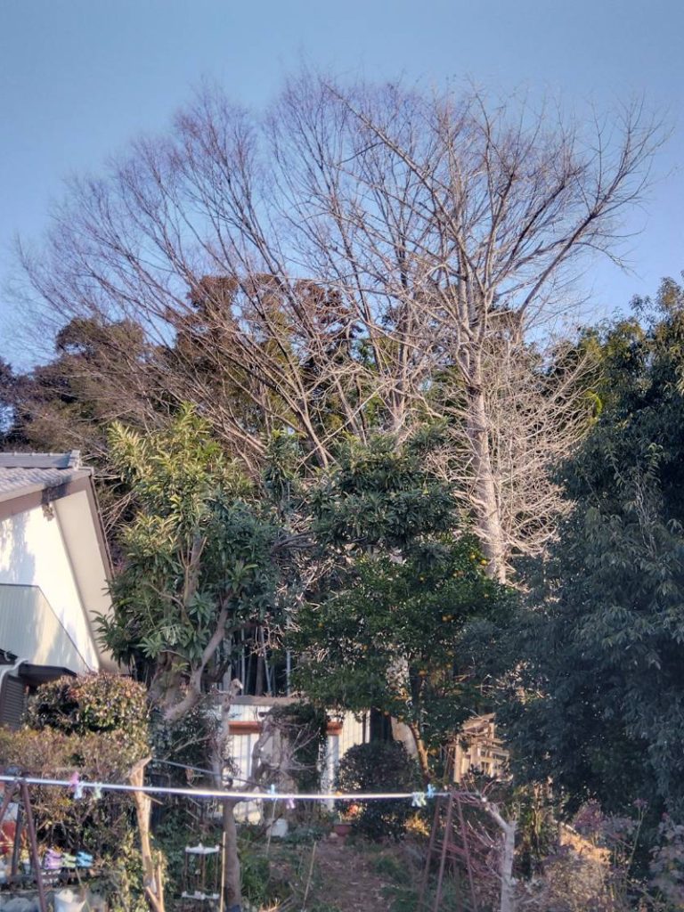 埼玉県東松山市 個人宅 伐採工事 着工前