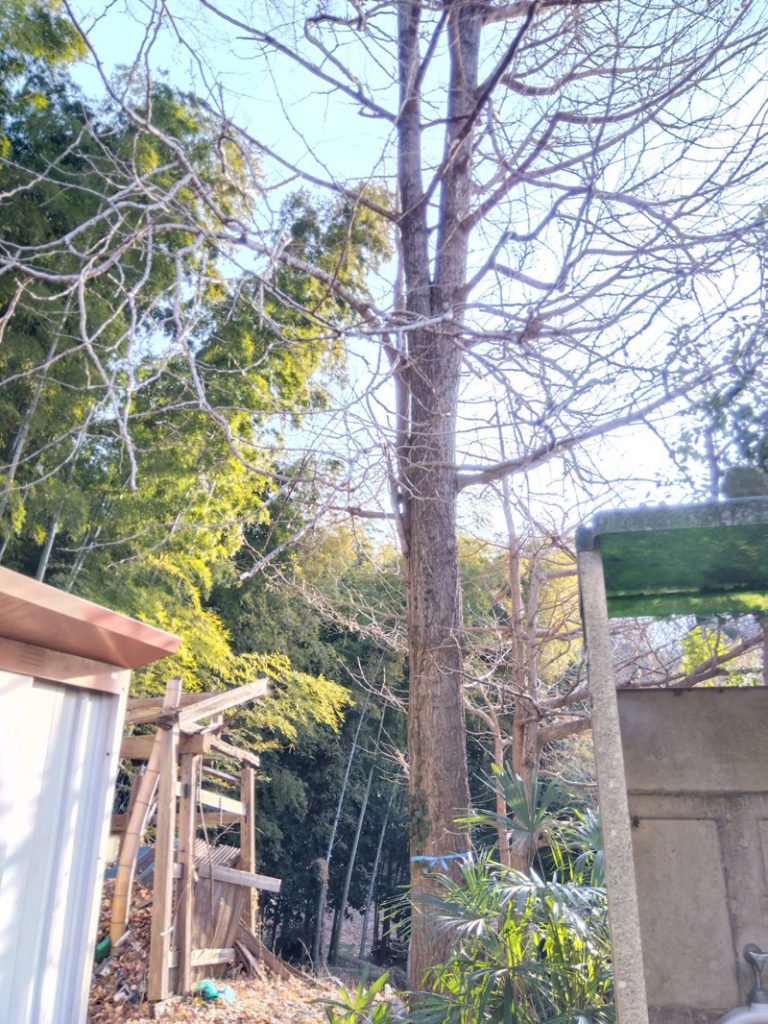 埼玉県東松山市 個人宅 伐採工事 着工前