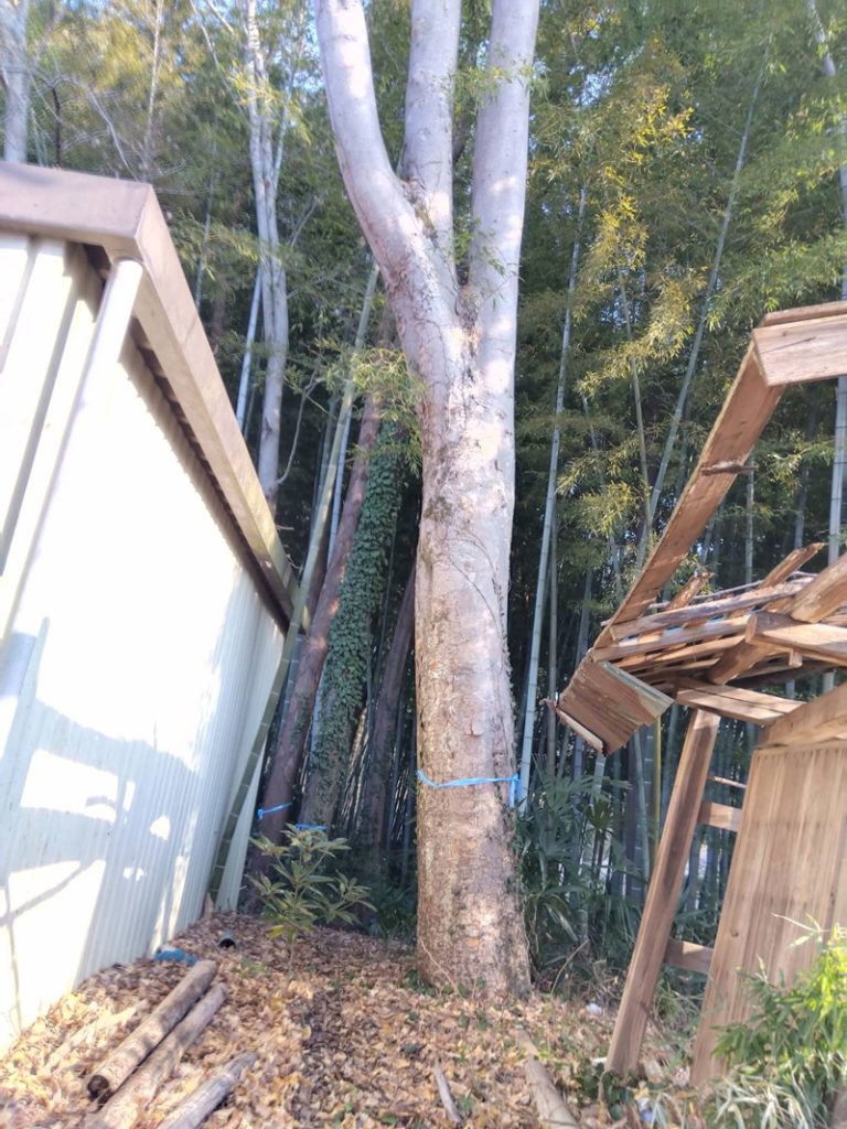 埼玉県東松山市 個人宅 伐採工事 着工前