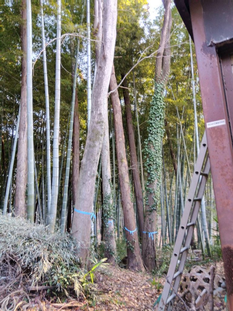 埼玉県東松山市 個人宅 伐採工事 着工前