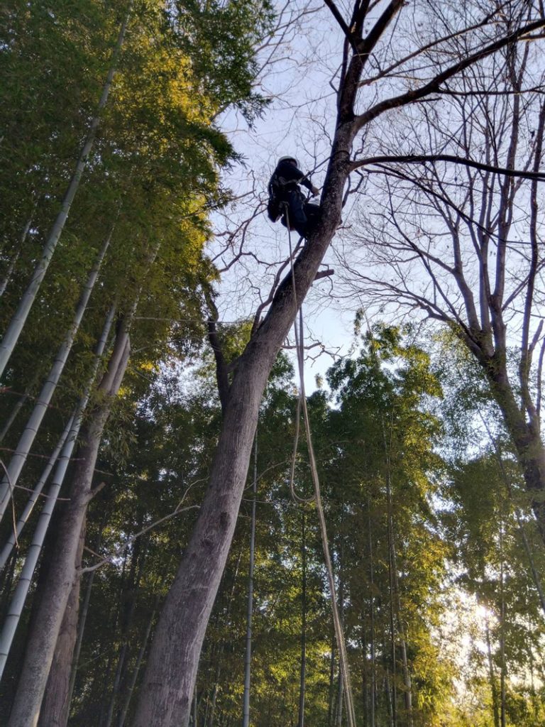 埼玉県東松山市 個人宅 伐採工事 作業中