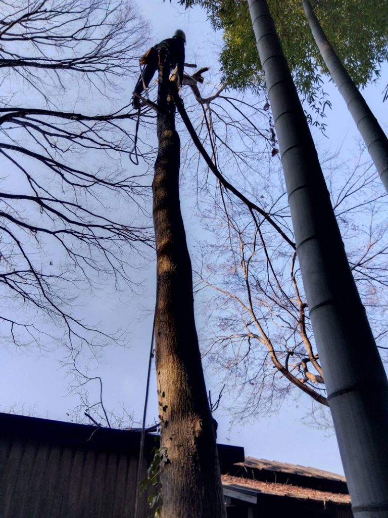 埼玉県東松山市 個人宅 伐採工事 作業中