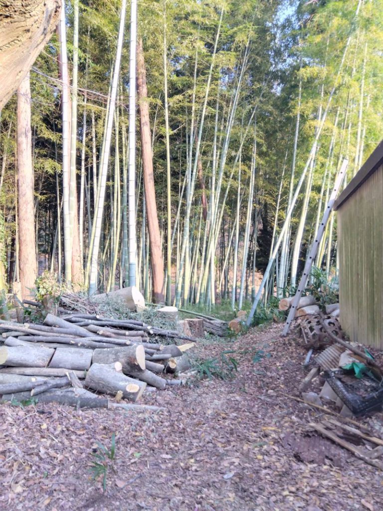 埼玉県東松山市 個人宅 伐採工事 完了