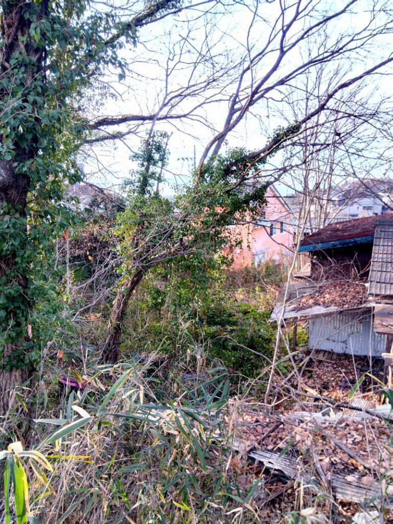 埼玉県比企郡 危険木 伐採工事 着工前