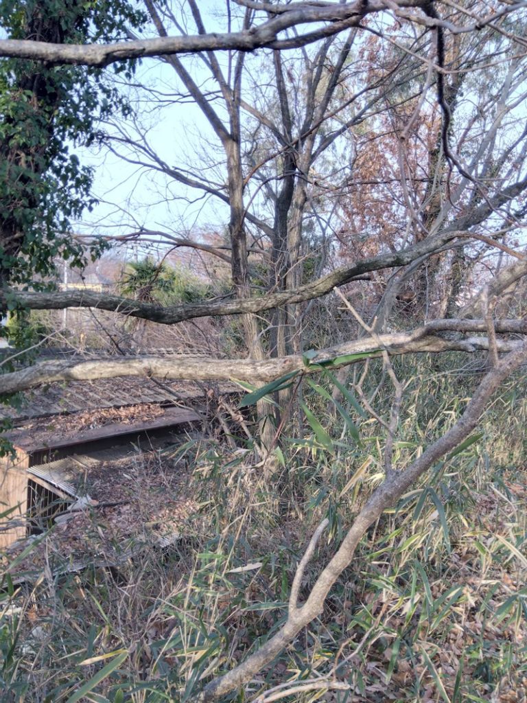 埼玉県比企郡 危険木 伐採工事 着工前