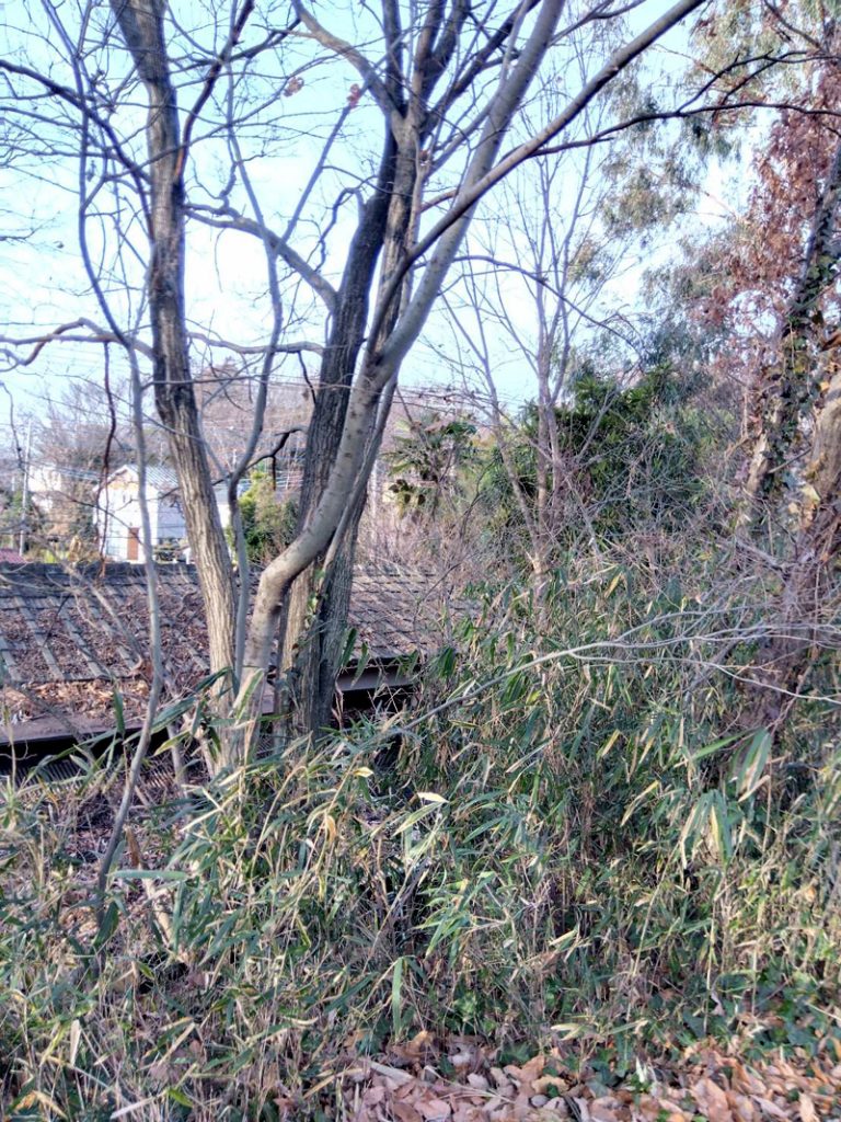 埼玉県比企郡 危険木 伐採工事 着工前