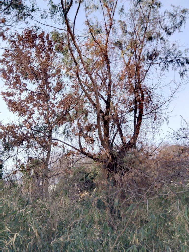 埼玉県比企郡 危険木 伐採工事 着工前