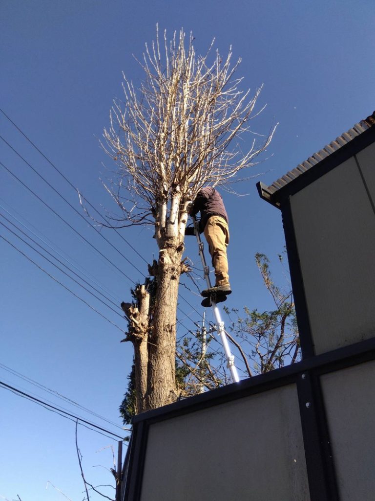 埼玉県比企郡滑川町 強剪定工事 作業中