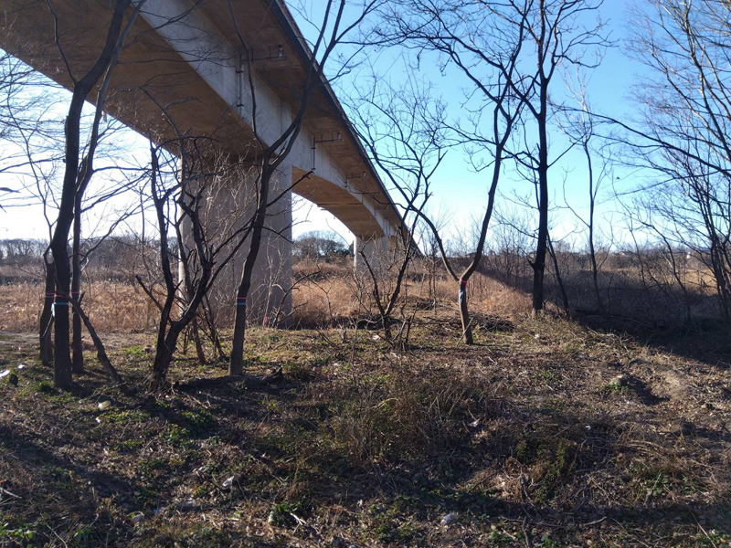 埼玉県熊谷市内 樹木移植工事 着工前