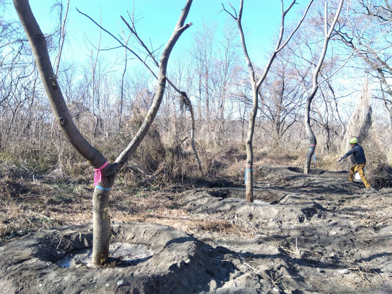 埼玉県熊谷市内 樹木移植工事 完了