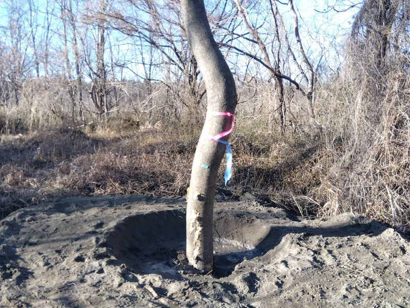 埼玉県熊谷市内 樹木移植工事 完了