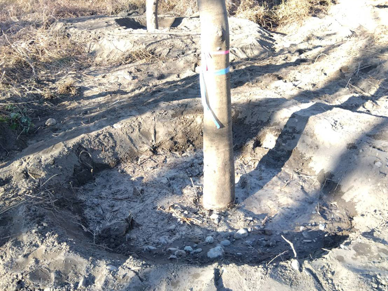 埼玉県熊谷市内 樹木移植工事 完了