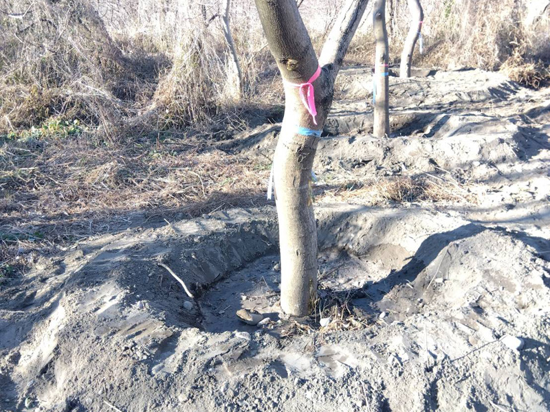 埼玉県熊谷市内 樹木移植工事 完了