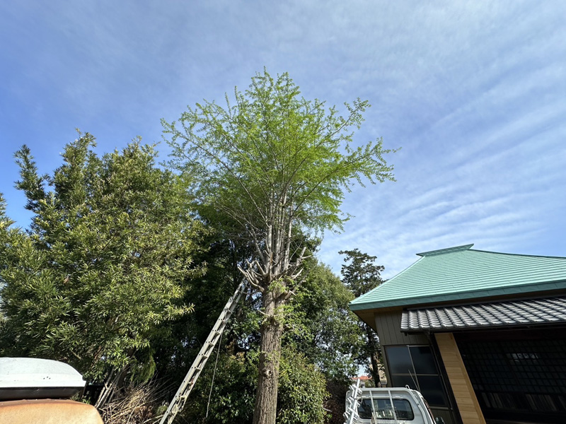 埼玉県比企郡吉見町 枝落とし工事 着工前