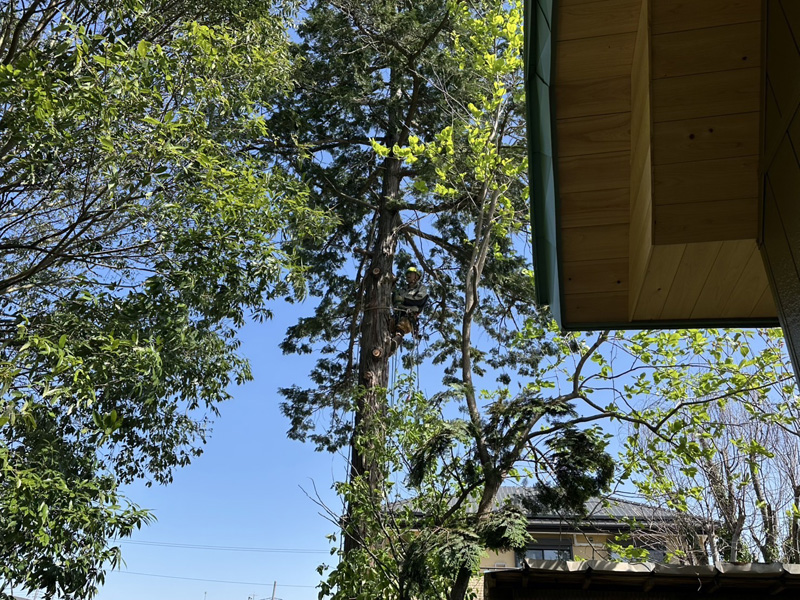 埼玉県比企郡吉見町 枝落とし工事 施工中