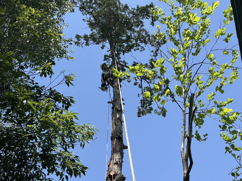 埼玉県比企郡吉見町 枝落とし工事 施工中