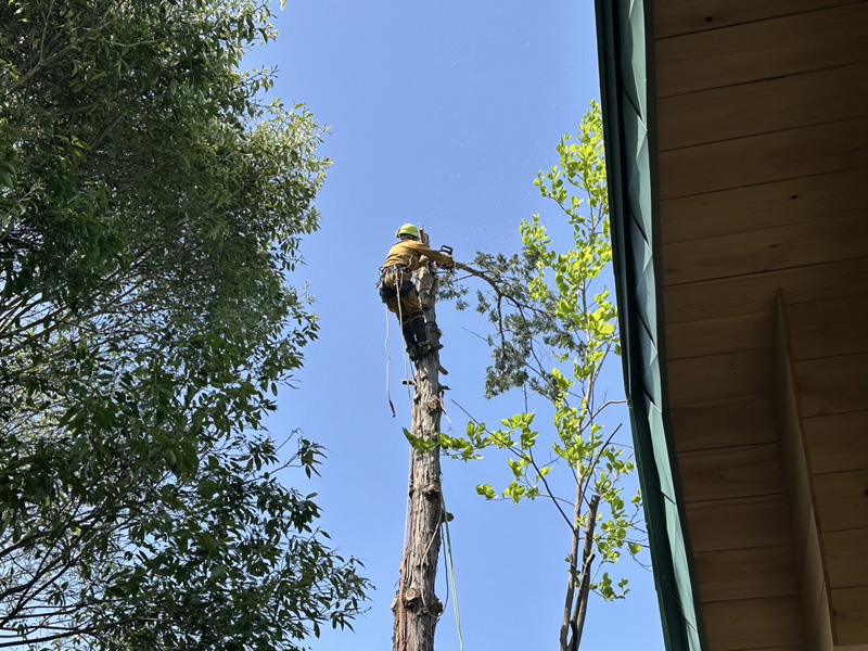 埼玉県比企郡吉見町 枝落とし工事 施工中