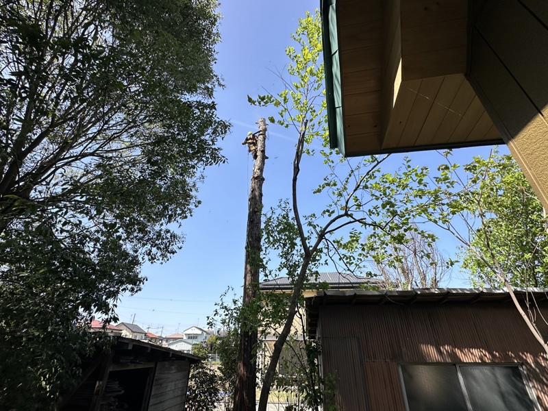 埼玉県比企郡吉見町 枝落とし工事 施工中