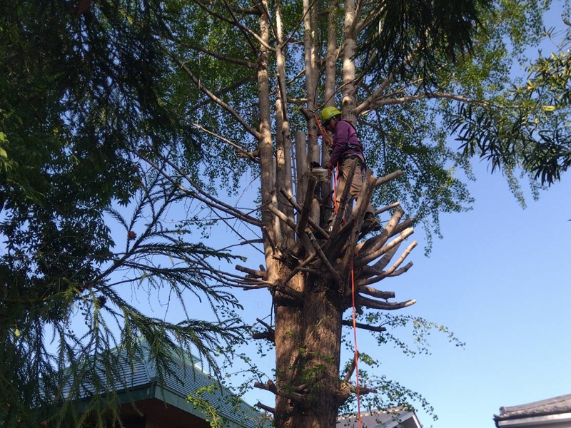 埼玉県比企郡吉見町 枝落とし工事 施工中