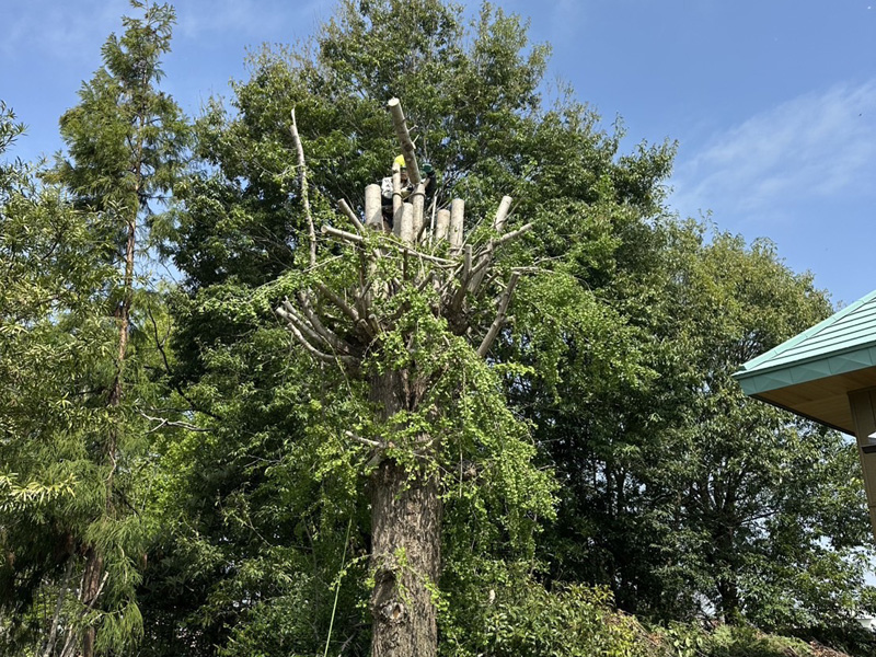 埼玉県比企郡吉見町 枝落とし工事 施工中