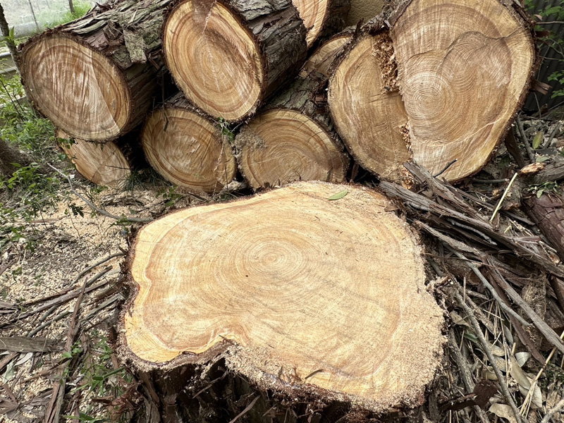 埼玉県比企郡吉見町 枝落とし工事 完了