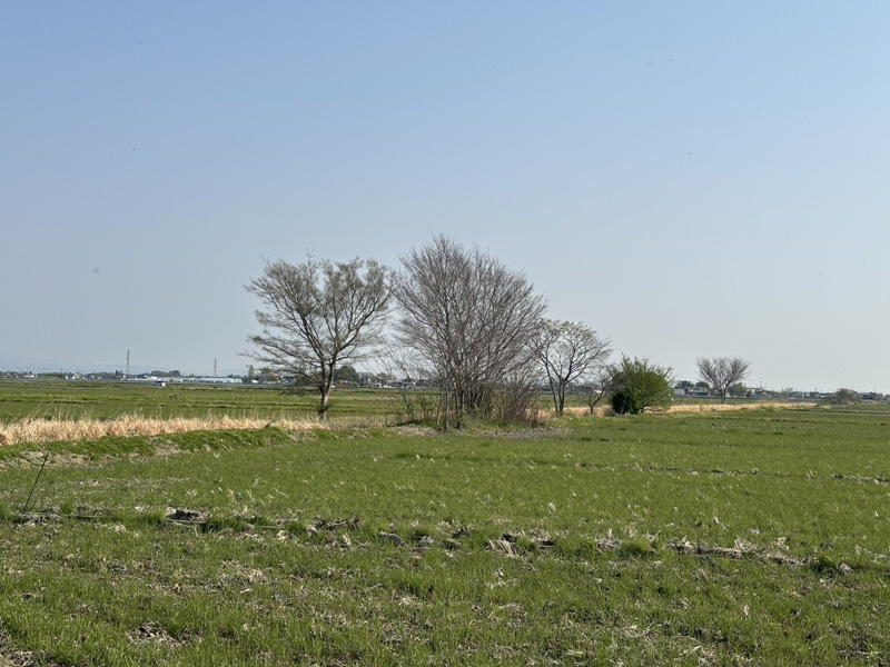 埼玉県鴻巣市 水路沿 伐採工事 着工前