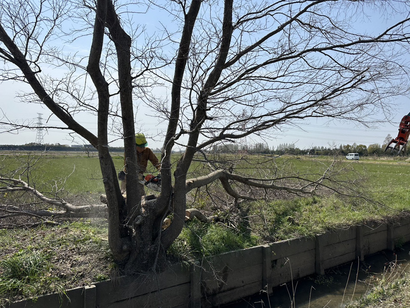 埼玉県鴻巣市 水路沿 伐採工事 施工中