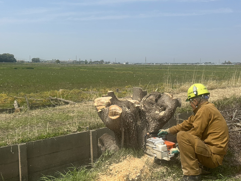 埼玉県鴻巣市 水路沿 伐採工事 施工中