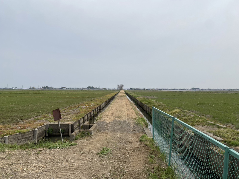 埼玉県鴻巣市 水路沿 伐採工事 完了