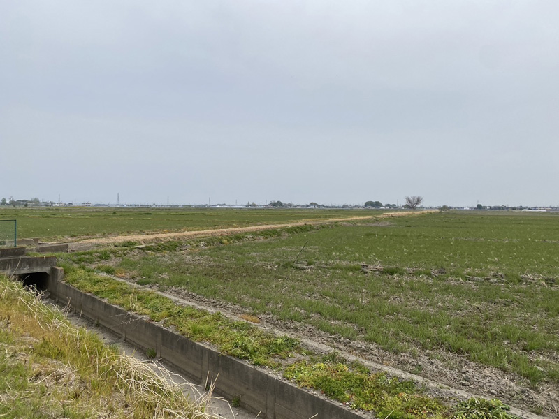 埼玉県鴻巣市 水路沿 伐採工事 完了