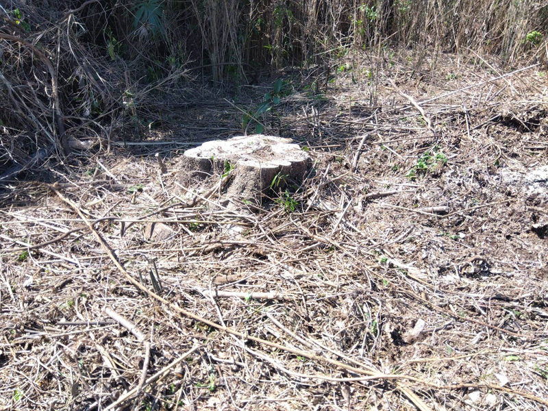 埼玉県鴻巣市 伐採・粉砕工事 完了