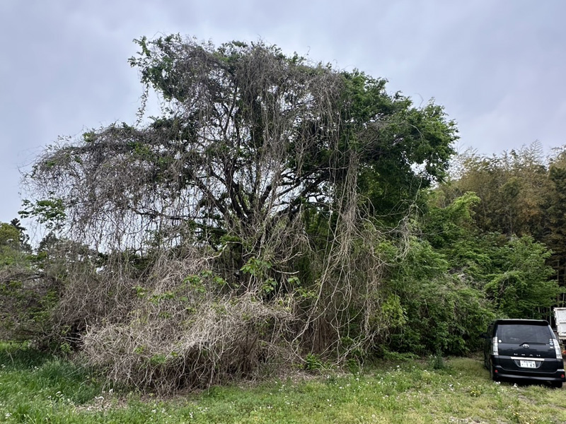 埼玉県鴻巣市 伐採・粉砕工事 着工前