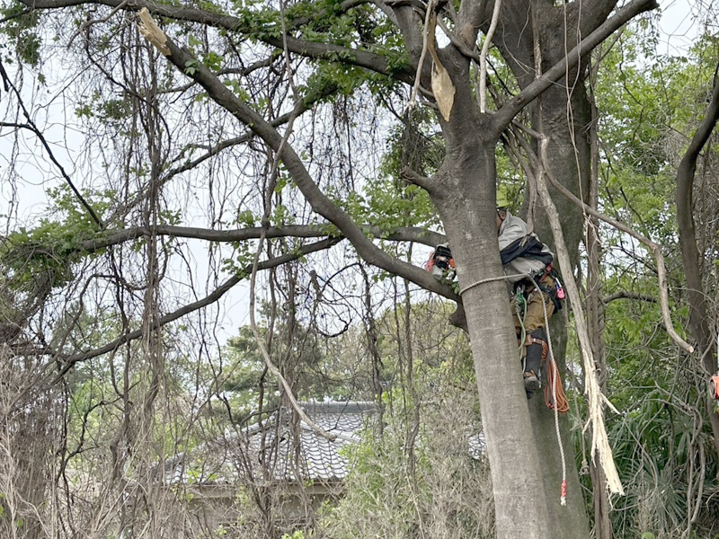 埼玉県鴻巣市 伐採・粉砕工事 作業中