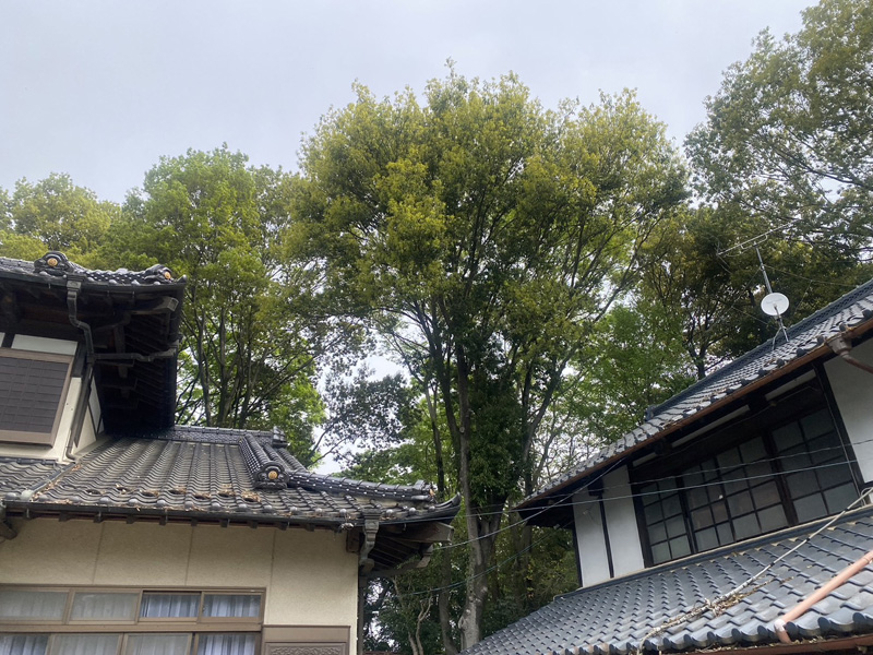 埼玉県比企郡吉見町 個人様宅 伐採剪定工事 着工前