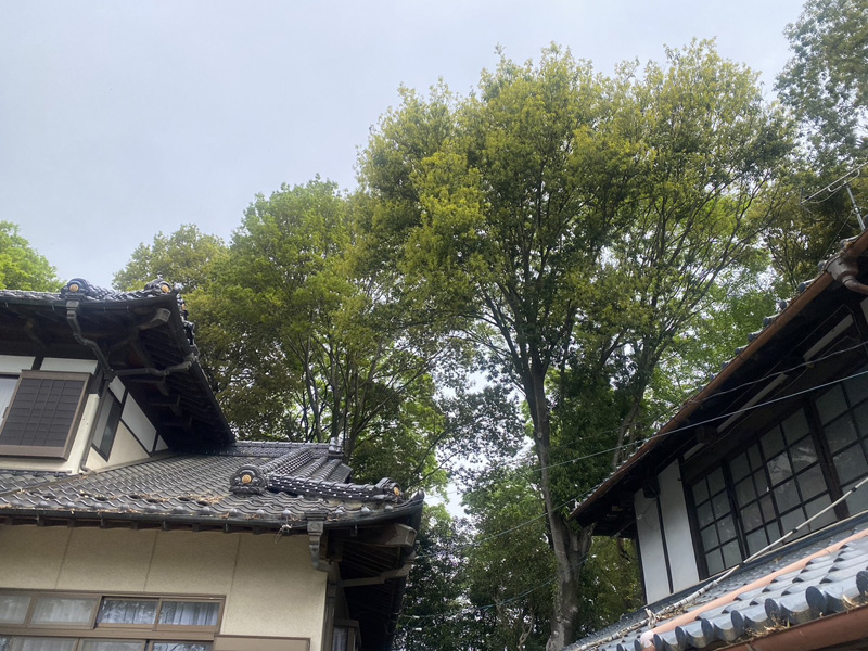 埼玉県比企郡吉見町 個人様宅 伐採剪定工事 着工前