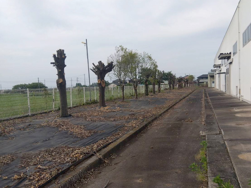 埼玉県鴻巣市 工場敷地内伐採工事 完了