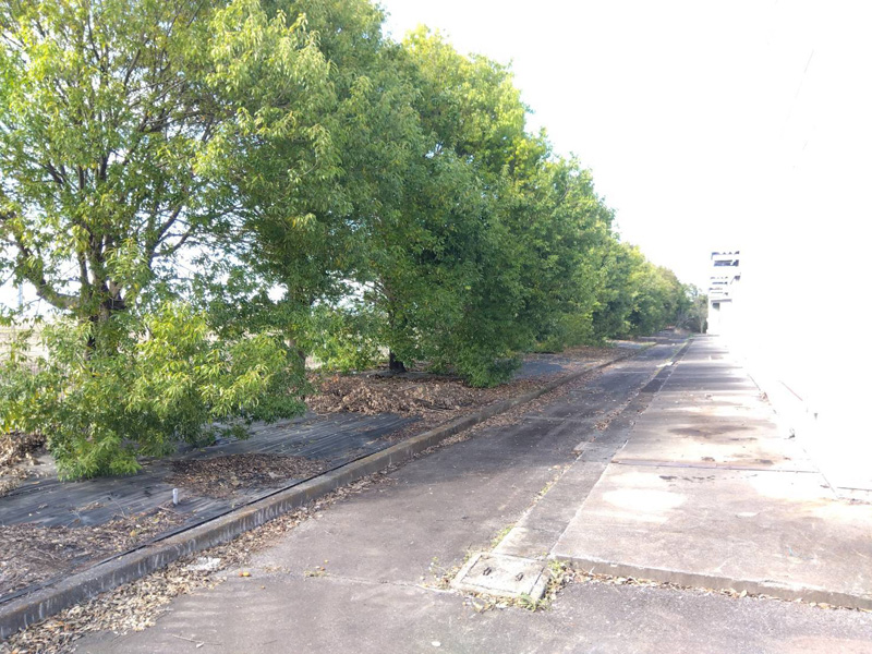 埼玉県鴻巣市 工場敷地内伐採工事 着工前