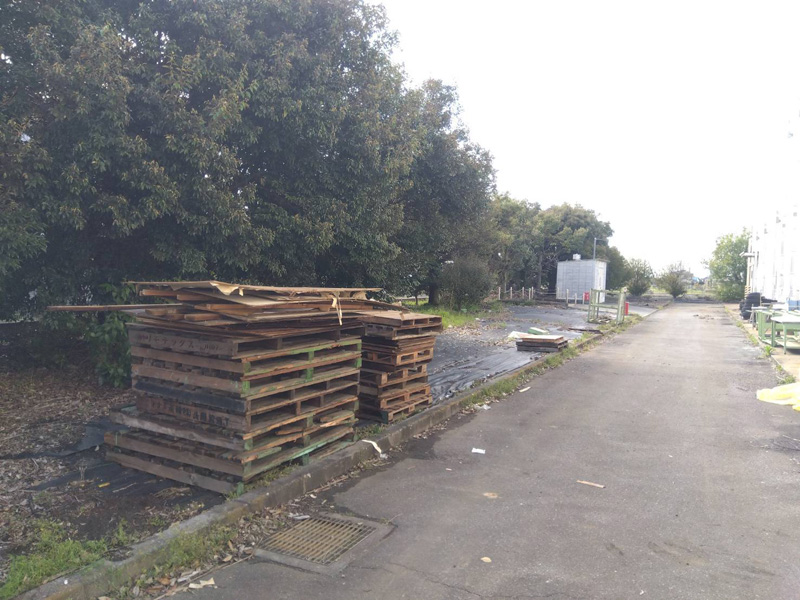 埼玉県鴻巣市 工場敷地内伐採工事 着工前