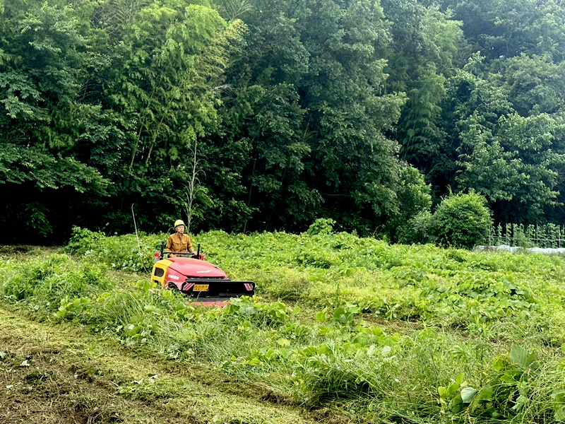 埼玉県鴻巣市内寺院 草刈伐採工事 施工中