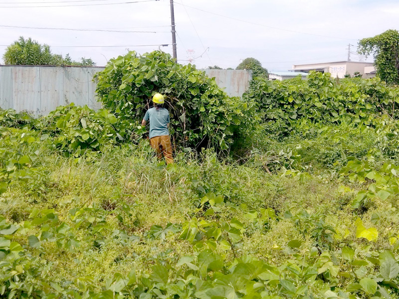 埼玉県鴻巣市内寺院 草刈伐採工事 施工中